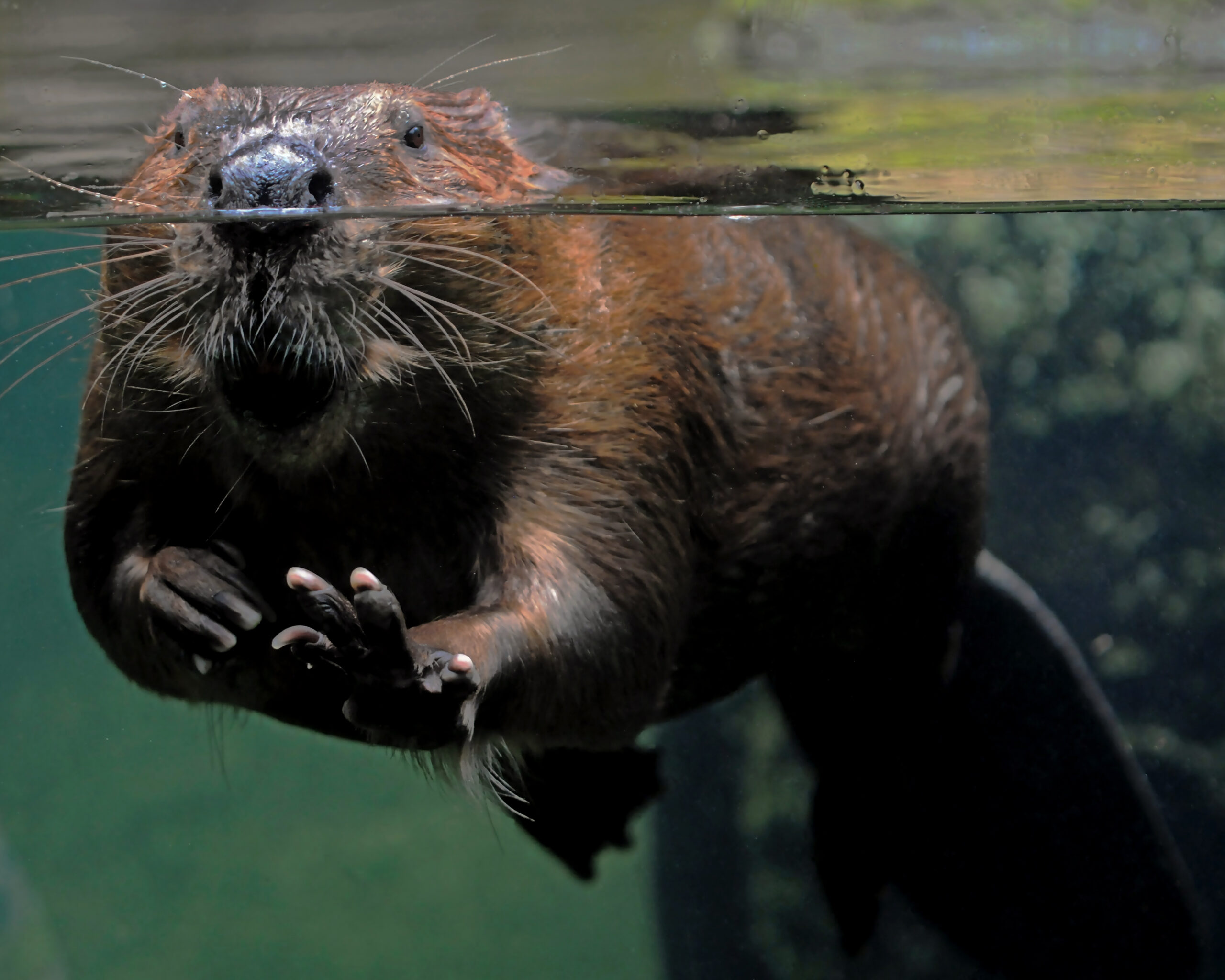 A Beaver Welcome